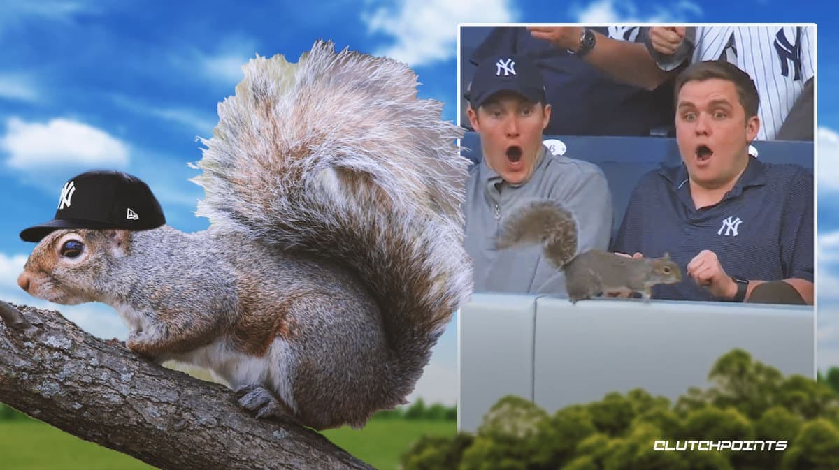 Yankees, Yankees squirrel, Yankee Stadium, Yankee Stadium squirrel, Yankees Orioles